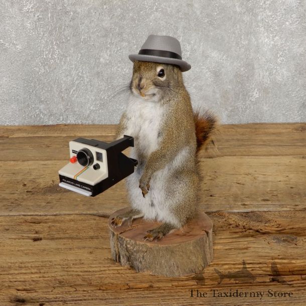 Hipster Squirrel Novelty Mount For Sale #18903 @ The Taxidermy Store
