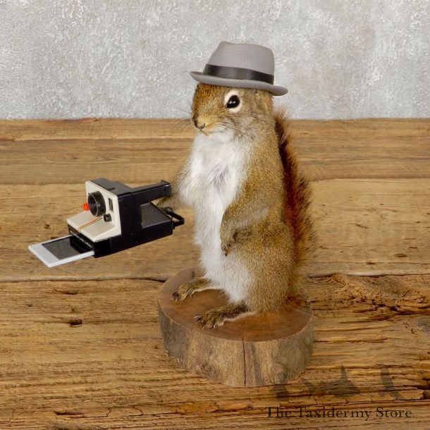 Hipster Squirrel Novelty Mount For Sale #18904 @ The Taxidermy Store