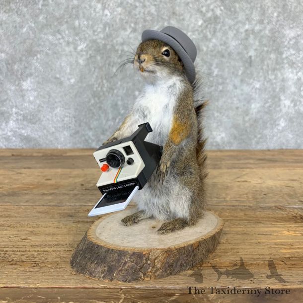 Hipster Squirrel Novelty Mount For Sale #23002 @ The Taxidermy Store