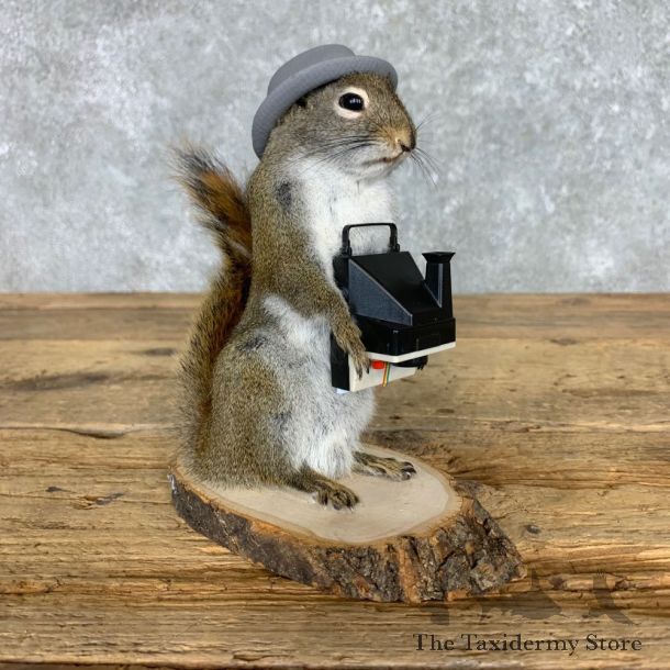 Hipster Squirrel Novelty Mount For Sale #23469 @ The Taxidermy Store