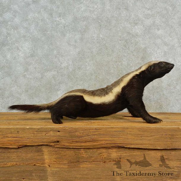 Honey Badger Life-Size Mount For Sale #16555 @ The Taxidermy Store
