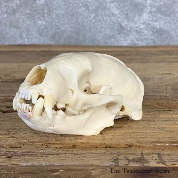 Honey Badger Full Skull Mount For Sale #22062 @ The Taxidermy Store