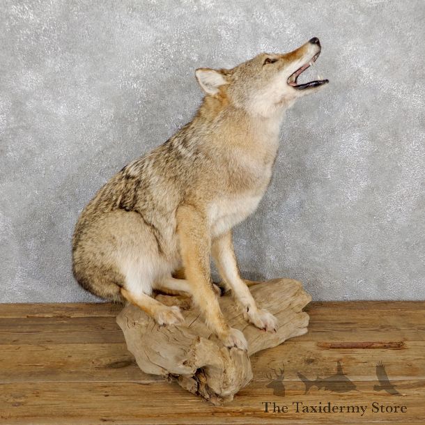 Howling Coyote Life Size Mount #19485 For Sale @ The Taxidermy Store