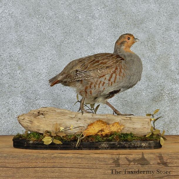 Hungarian Grey Partridge Taxidermy Mount #12969 For Sale @ The Taxidermy Store