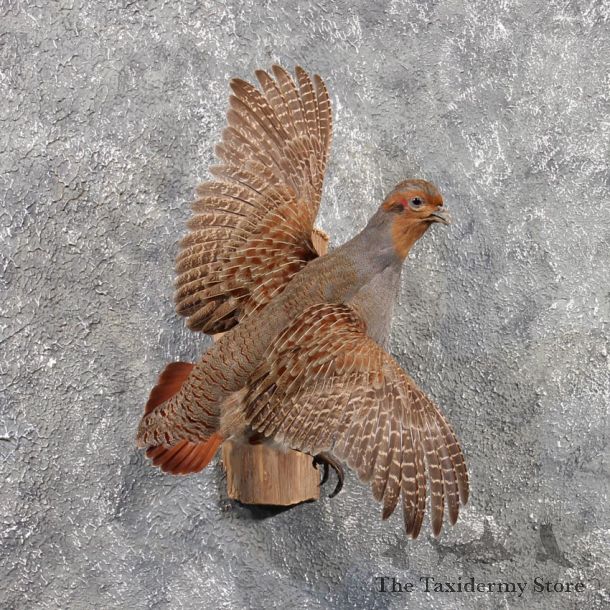 Hungarian Grey Partridge #11485 - For Sale - The Taxidermy Store