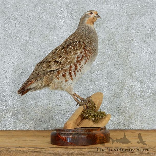 Hungarian Grey Partridge Taxidermy Mount #12970 For Sale @ The Taxidermy Store