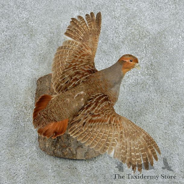 Hungarian Partridge Life Size Standing Taxidermy Mount #13003 For Sale @ The Taxidermy Store