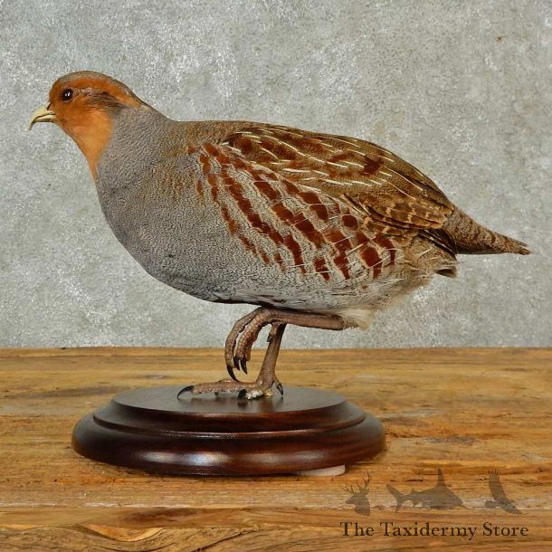 Hungarian Grey Partridge Bird Mount For Sale #16564 @ The Taxidermy Store