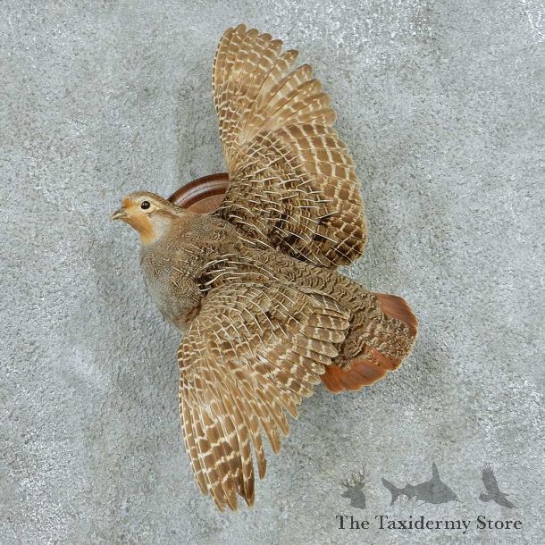 Flying Hungarian Partridge Life Size Mount #13665 For Sale @ The Taxidermy Store
