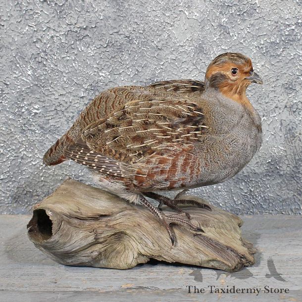 Hungarian Grey Partridge #11761 For Sale @ The Taxidermy Store