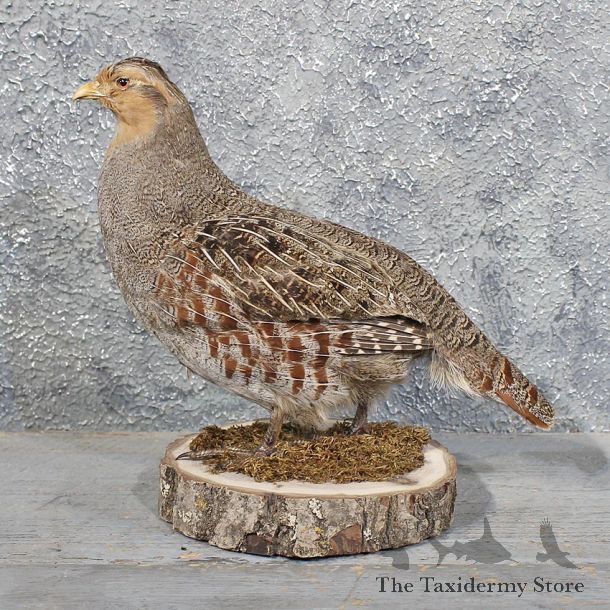 Hungarian Grey Partridge #11762 For Sale @ The Taxidermy Store