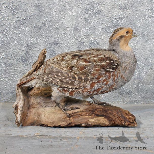 Hungarian Grey Partridge #11735 For Sale @ The Taxidermy Store