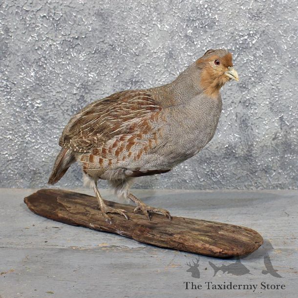 Hungarian Grey Partridge #11736 For Sale @ The Taxidermy Store