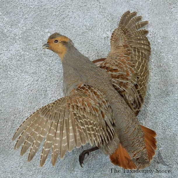 Hungarian Partridge Life Size Taxidermy Mount #13354 For Sale @ The Taxidermy Store
