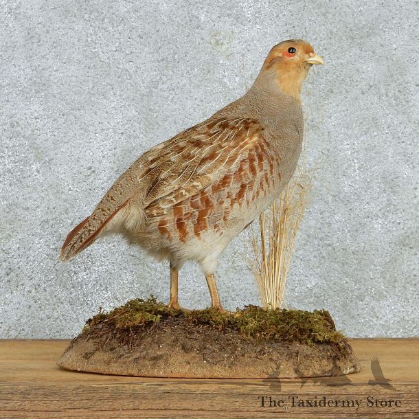 Hungarian Partridge Mount M1 #12809 For Sale @ The Taxidermy Store