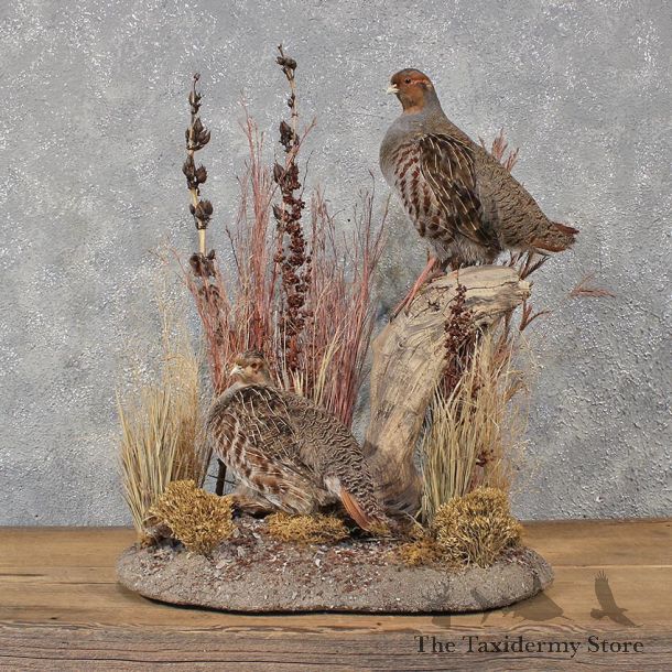 Pair of Hungarian Grey Partridge Mounts #12121 For Sale @ The Taxidermy Store