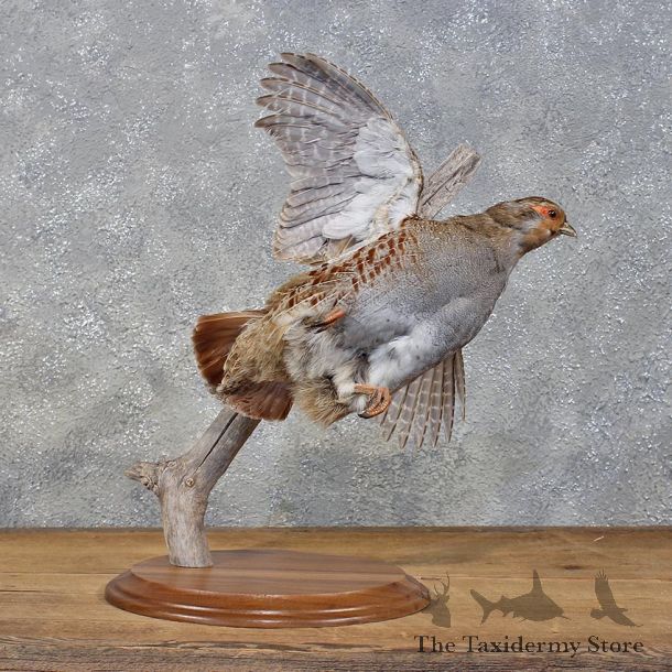 Hungarian Grey Partridge #12197 For Sale @ The Taxidermy Store