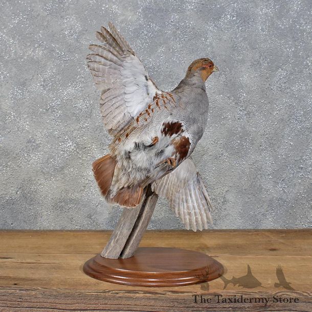 Hungarian Grey Partridge #12198 For Sale @ The Taxidermy Store