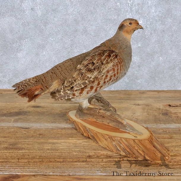Standing Hungarian Partridge Mount For Sale #14831 @ The Taxidermy Store