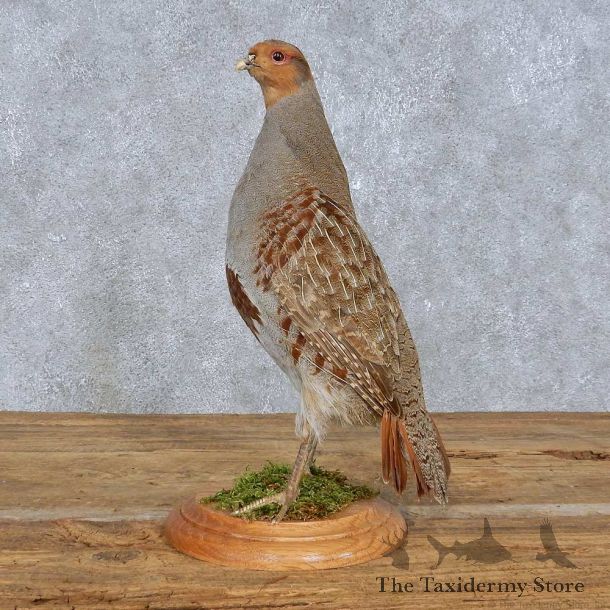 Standing Grey Partridge Mount For Sale #14833 @ The Taxidermy Store