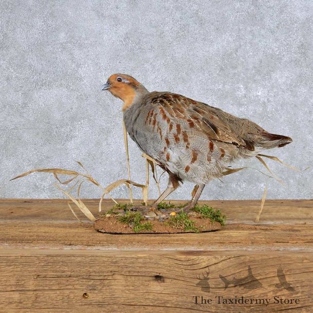 Standing Hungarian Grey Partridge Mount For Sale #14158 @ The Taxidermy Store