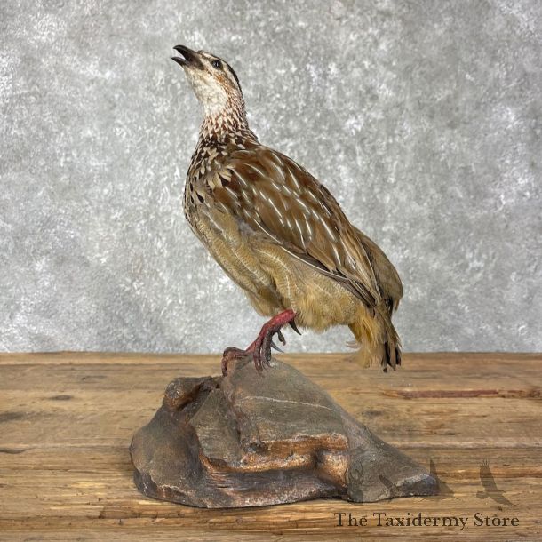 Hungarian Partridge #25970 - The Taxidermy Store