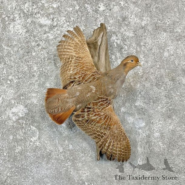 Hungarian Grey Partridge Mount For Sale #27100 @ The Taxidermy Store