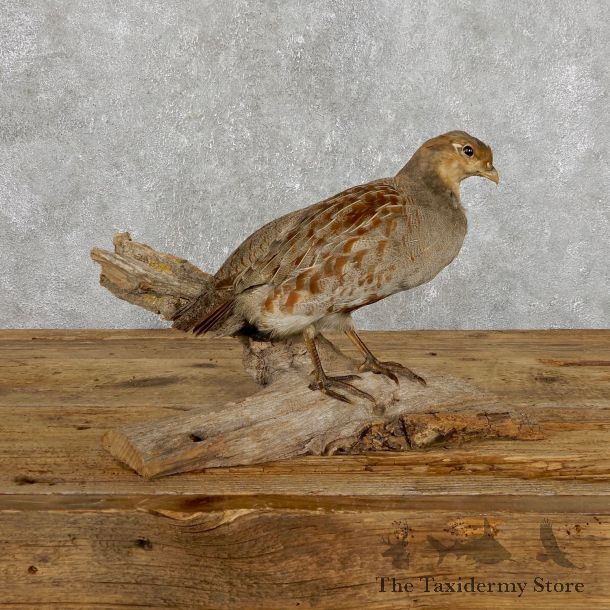 Hungarian Grey Partridge Taxidermy Mount #19475 For Sale @ The Taxidermy Store