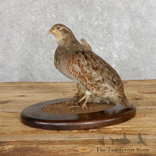 Hungarian Grey Partridge Taxidermy Mount #19478 For Sale @ The Taxidermy Store