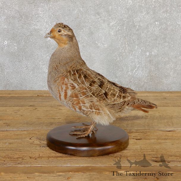 Hungarian Grey Partridge Taxidermy Mount #19809 For Sale @ The Taxidermy Store