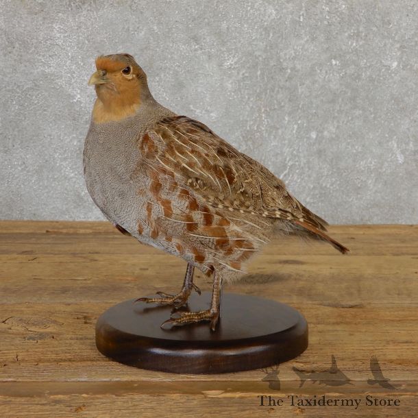Hungarian Grey Partridge Taxidermy Mount #19810 For Sale @ The Taxidermy Store