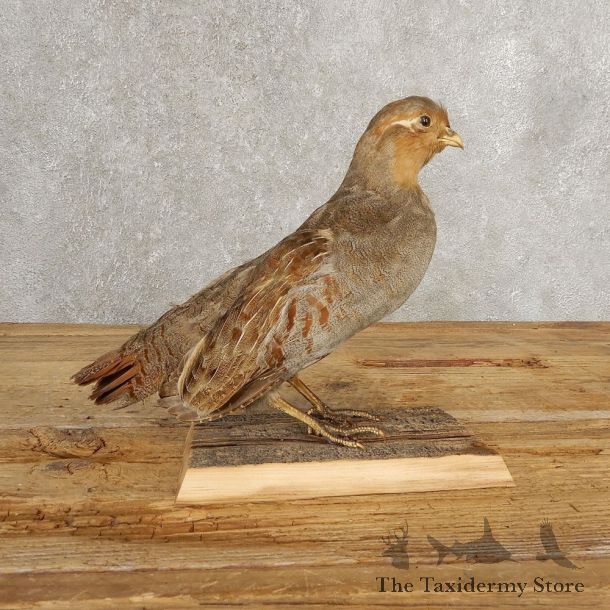 Hungarian Grey Partridge Taxidermy Mount #21046 For Sale @ The Taxidermy Store