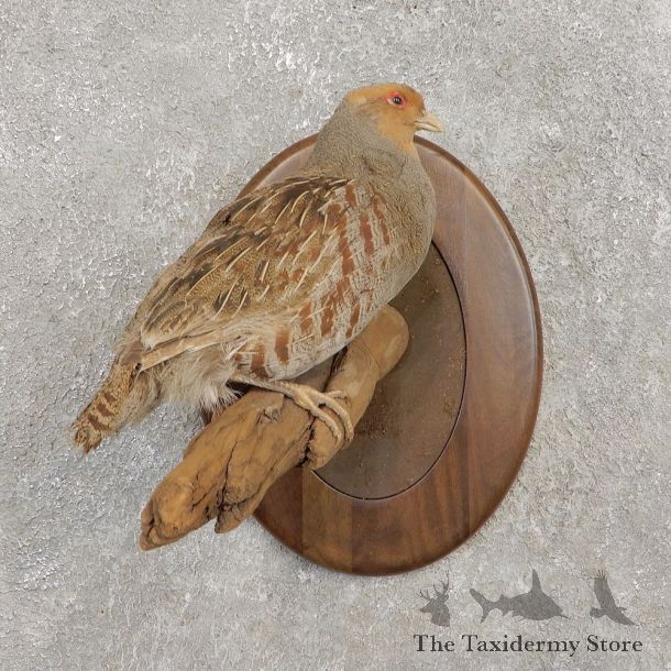 Hungarian Grey Partridge Taxidermy Mount #21265 For Sale @ The Taxidermy Store