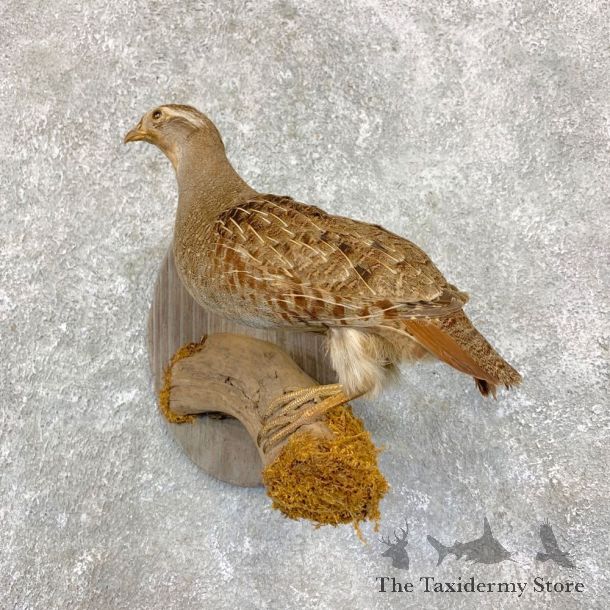 Hungarian Grey Partridge Taxidermy Mount #21752 For Sale @ The Taxidermy Store