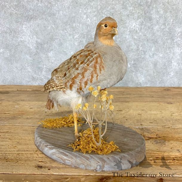 Hungarian Grey Partridge Taxidermy Mount #21765 For Sale @ The Taxidermy Store