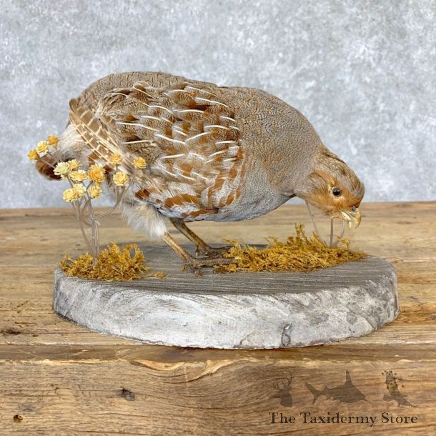 Hungarian Grey Partridge Taxidermy Mount #21771 For Sale @ The Taxidermy Store