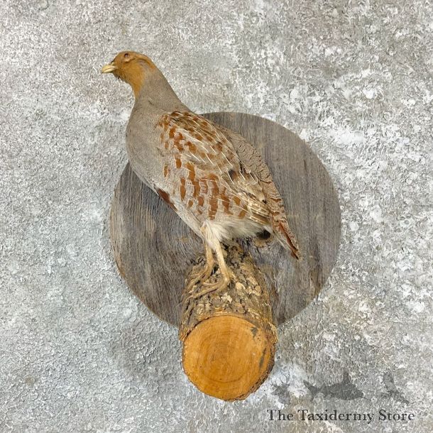 Hungarian Grey Partridge Taxidermy Mount For Sale #26582 @ The Taxidermy Store