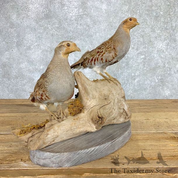 Hungarian Grey Partridge Taxidermy Mount Pair  #21769 For Sale @ The Taxidermy Store