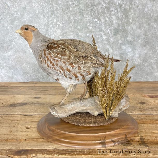 Hungarian Partridge Bird Mount For Sale #27165 @ The Taxidermy Store