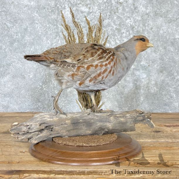 Hungarian Partridge Bird Mount For Sale #27166 @ The Taxidermy Store