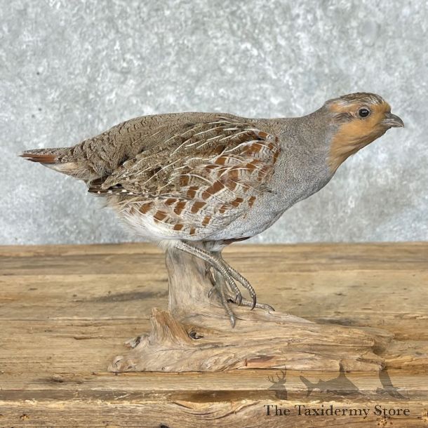 Hungarian Partridge Bird Mount For Sale #27595 @ The Taxidermy Store