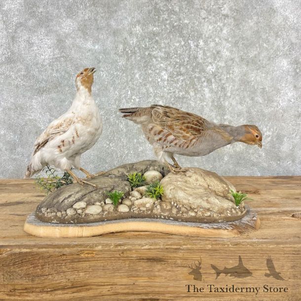 Hungarian Taxidermy Mount For Sale #26008 @ The Taxidermy Store