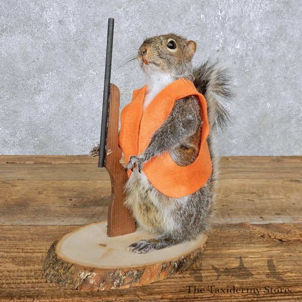 Hunting Grey Squirrel Mount For Sale #14869 @ The Taxidermy Store