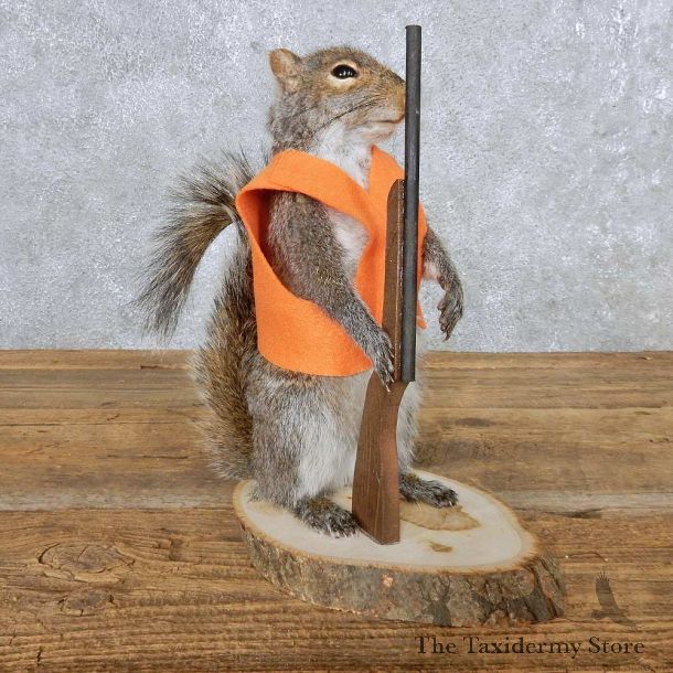 Hunting Grey Squirrel Mount For Sale #14871 @ The Taxidermy Store