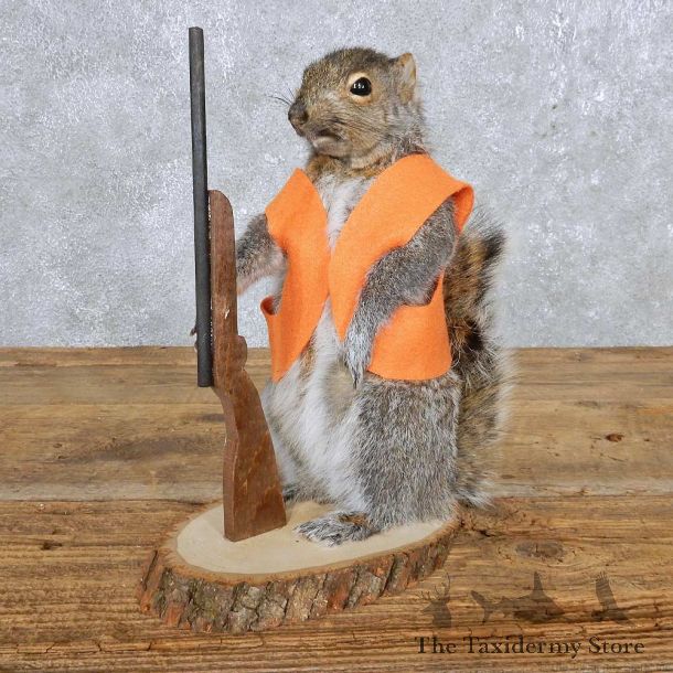 Hunting Grey Squirrel Mount For Sale #14872 @ The Taxidermy Store