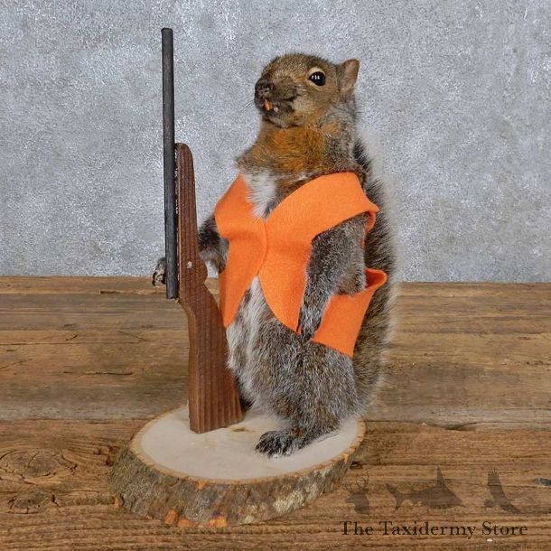 Hunting Squirrel Life-Size Mount For Sale #15691 @ The Taxidermy Store