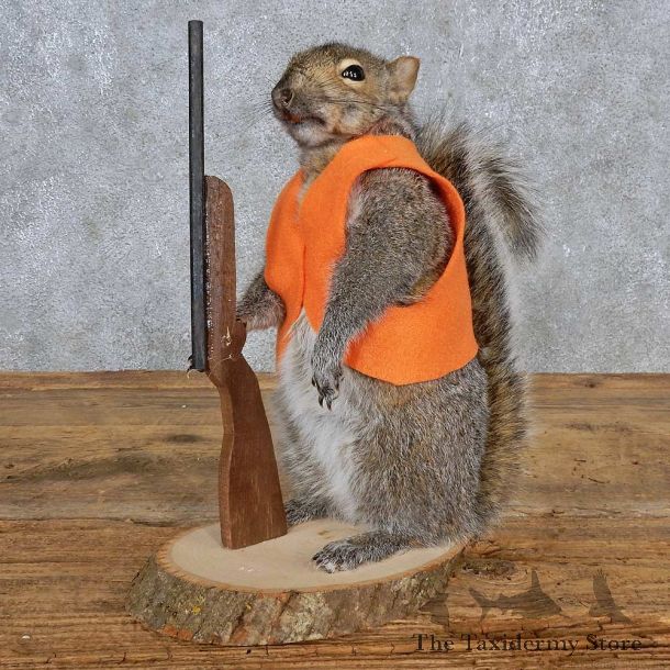 Hunting Squirrel Life-Size Mount For Sale #15692 @ The Taxidermy Store