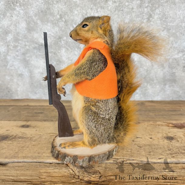 Hunting Fox Squirrel Novelty Mount For Sale #29268 @ The Taxidermy Store