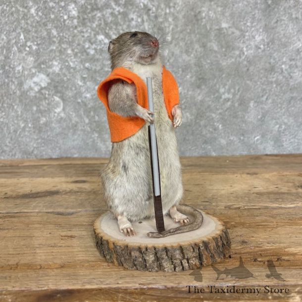 Hunting Rat Novelty Mount For Sale #26411 @ The Taxidermy Store