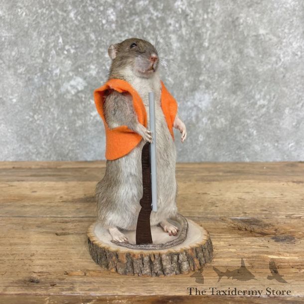 Hunting Rat Novelty Mount For Sale #26412 @ The Taxidermy Store